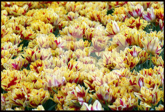 vvbvanbree tulpen1820 